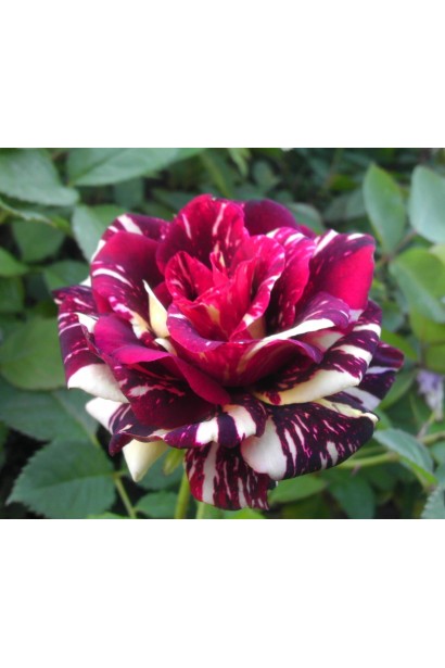 Цветок розы Абракадабра